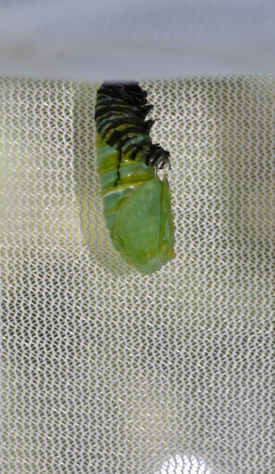 Monarchs Butterflies: A Cycle Of Life