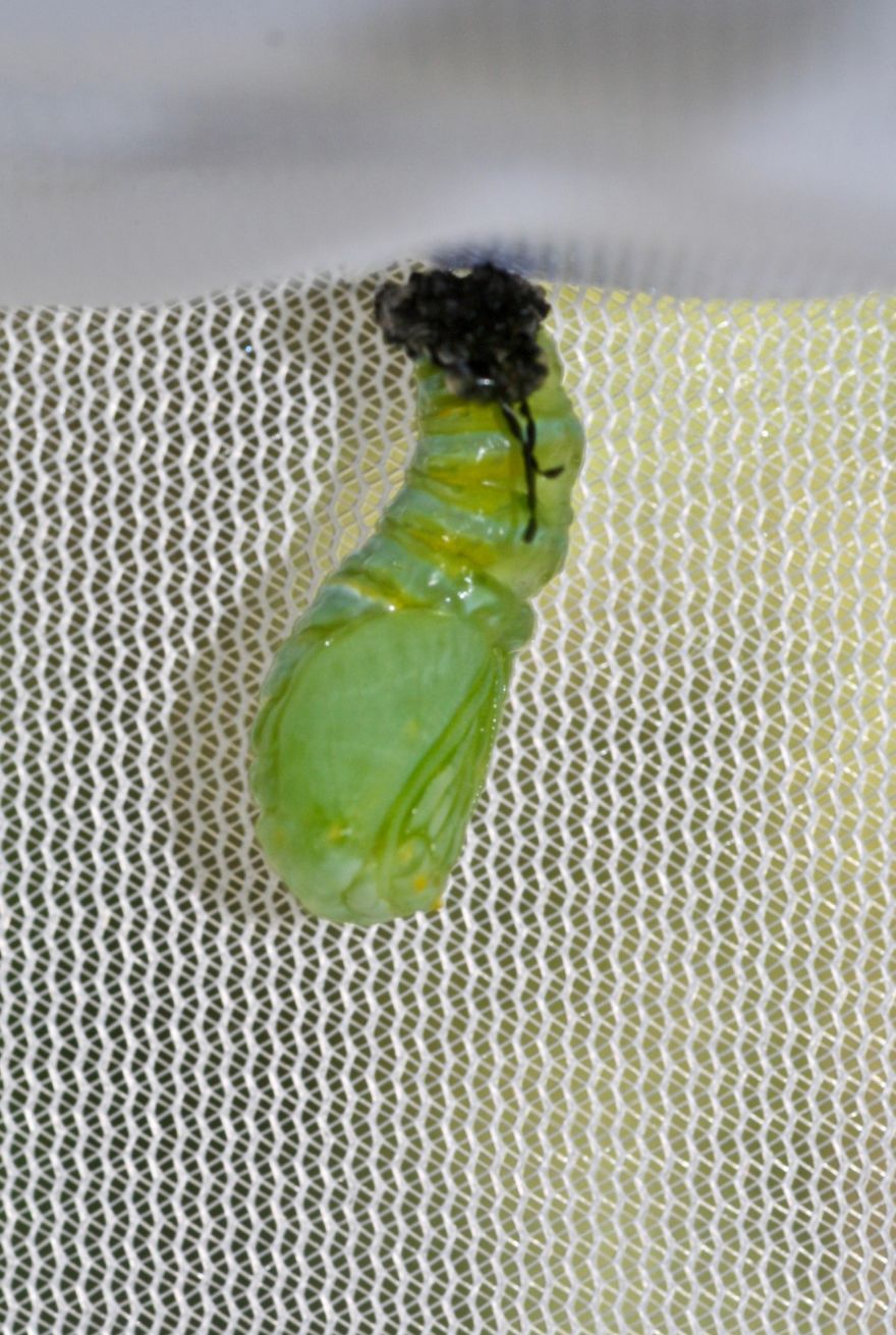 Monarchs Butterflies: A Cycle Of Life Monarchs Butterflies: A Cycle Of Life