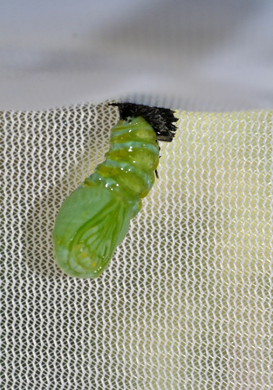 Monarchs Butterflies: A Cycle Of Life