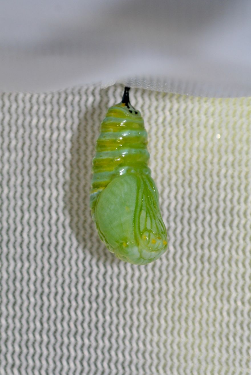 Monarchs Butterflies: A Cycle Of Life