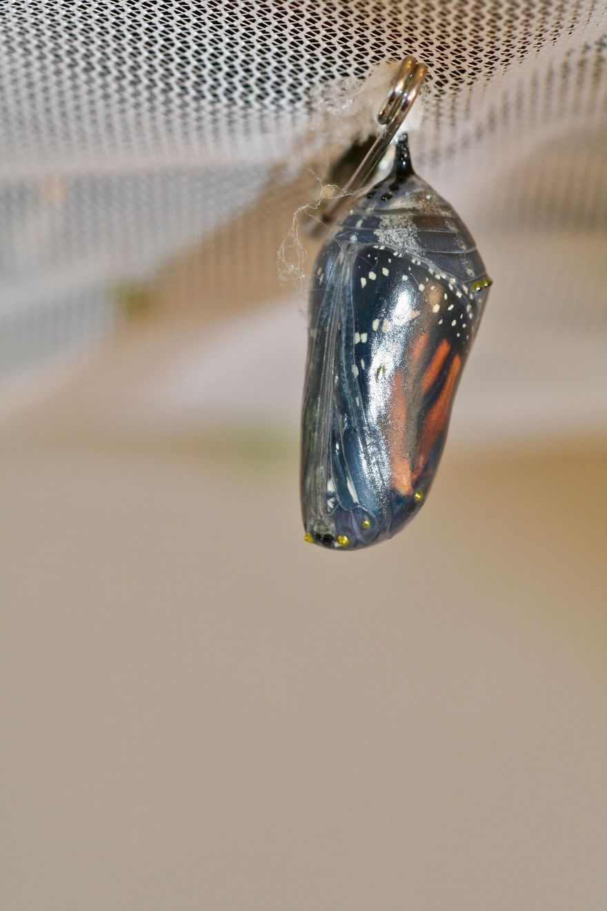 Monarchs Butterflies: A Cycle Of Life