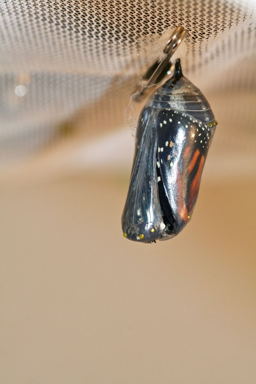 Monarchs Butterflies: A Cycle Of Life