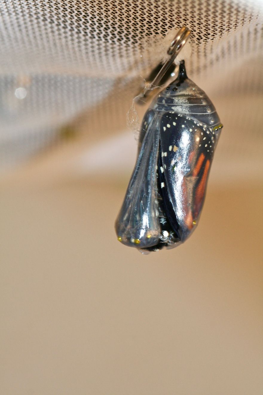 Monarchs Butterflies: A Cycle Of Life Monarchs Butterflies: A Cycle Of Life