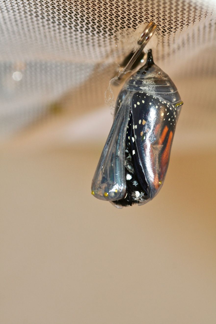 Monarchs Butterflies: A Cycle Of Life Monarchs Butterflies: A Cycle Of Life