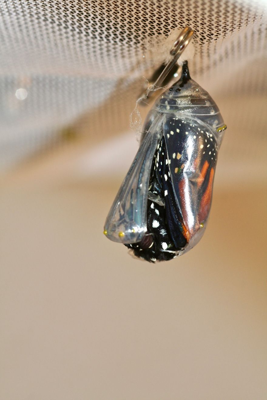 Monarchs Butterflies: A Cycle Of Life Monarchs Butterflies: A Cycle Of Life