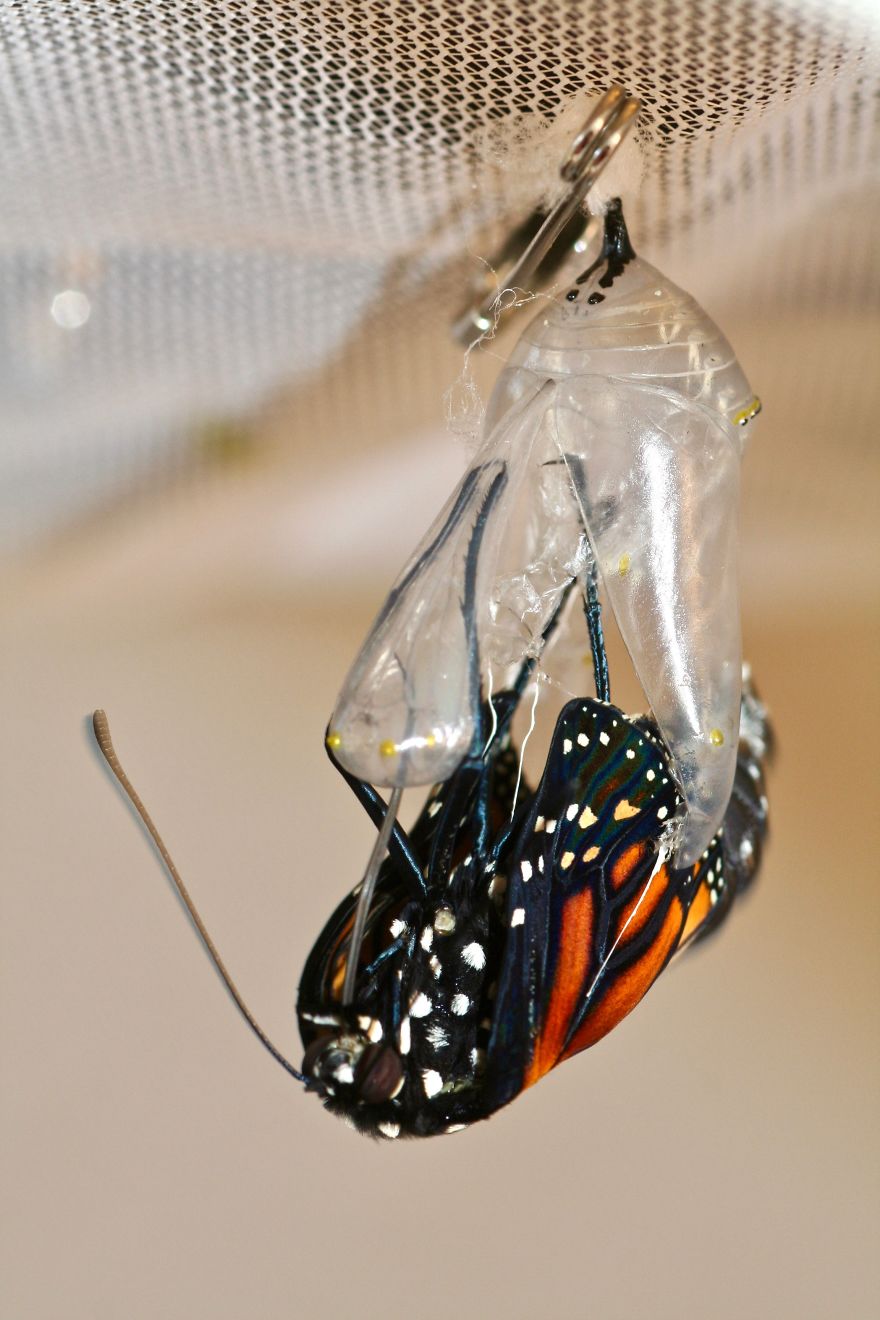 Monarchs Butterflies: A Cycle Of Life