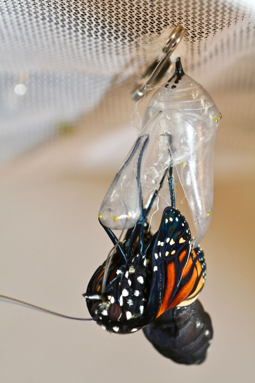 Monarchs Butterflies: A Cycle Of Life Monarchs Butterflies: A Cycle Of Life