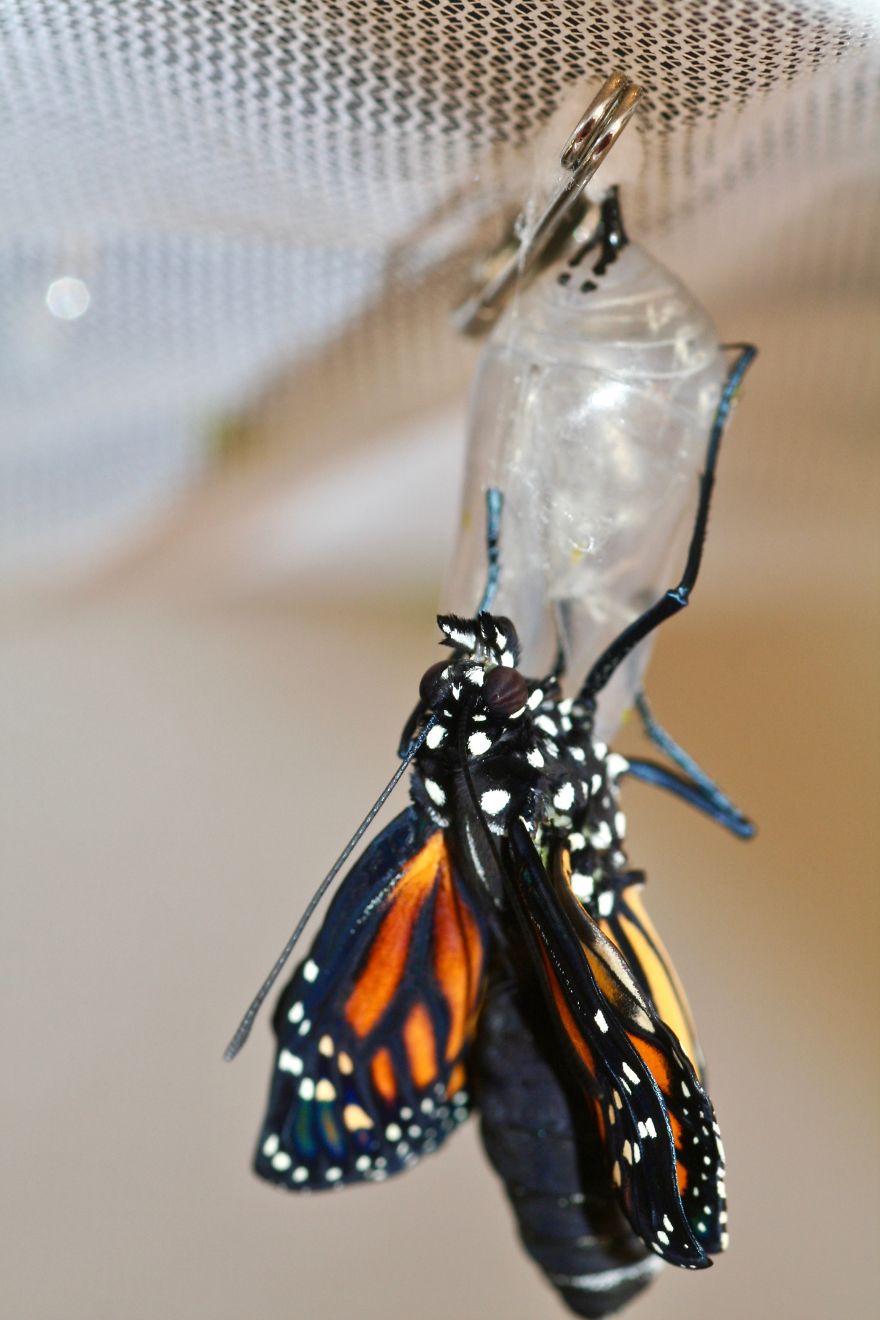 Monarchs Butterflies: A Cycle Of Life