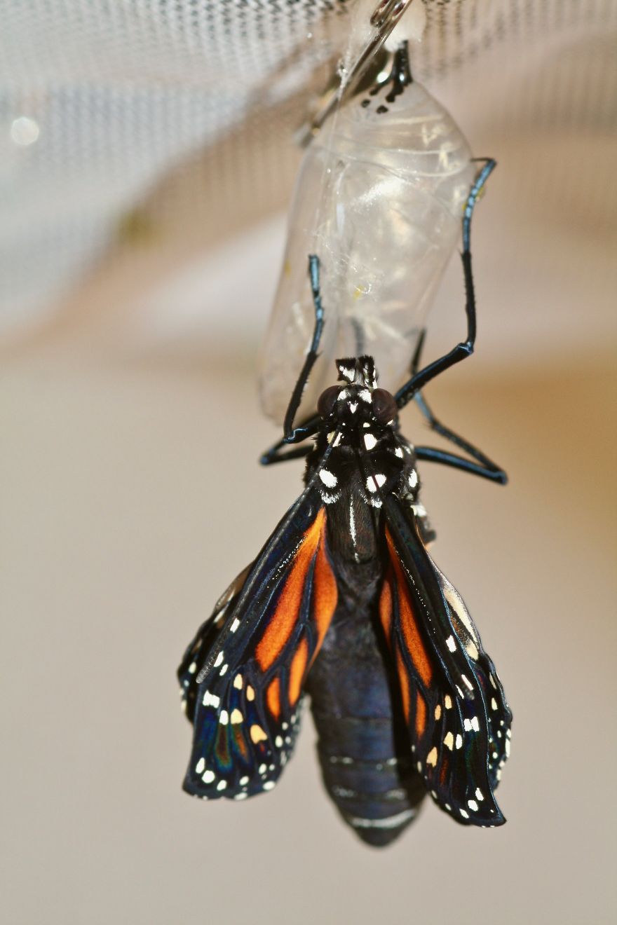 Monarchs Butterflies: A Cycle Of Life Monarchs Butterflies: A Cycle Of Life