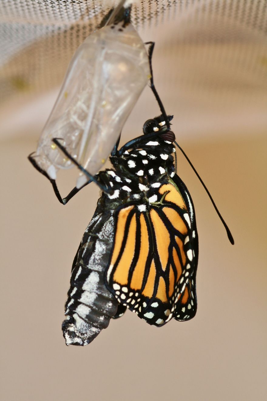 Monarchs Butterflies: A Cycle Of Life Monarchs Butterflies: A Cycle Of Life