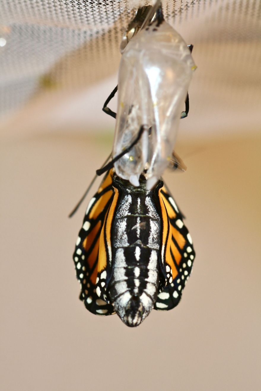 Monarchs Butterflies: A Cycle Of Life Monarchs Butterflies: A Cycle Of Life