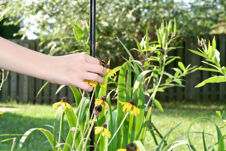 Monarchs Butterflies: A Cycle Of Life