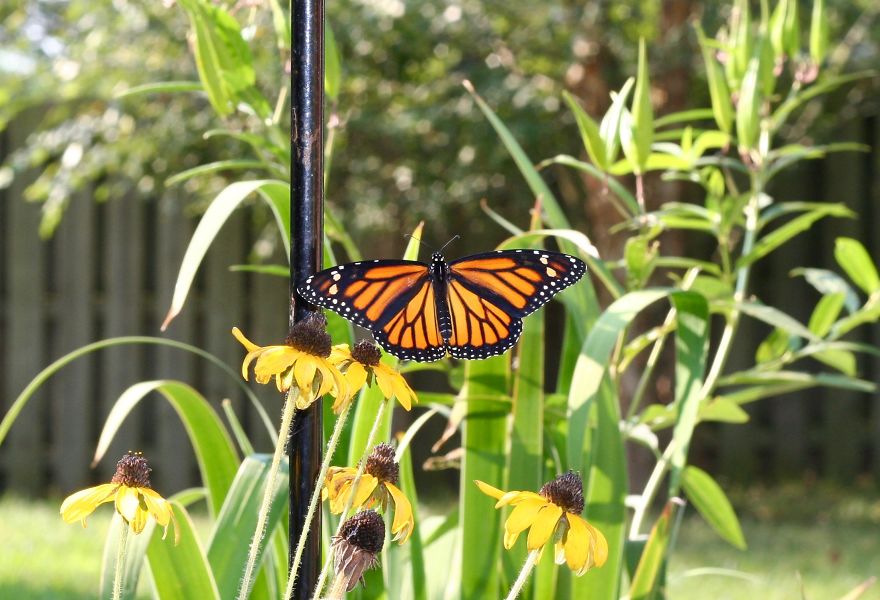 Monarchs Butterflies: A Cycle Of Life Monarchs Butterflies: A Cycle Of Life