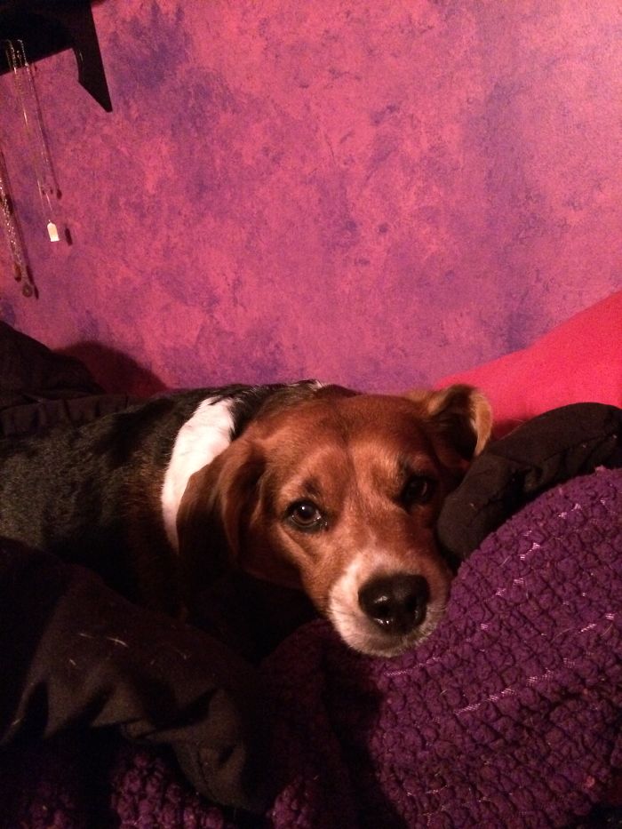 Beagle mix dog resting on a purple blanket in a cozy setting, illustrating pets with new funny names.