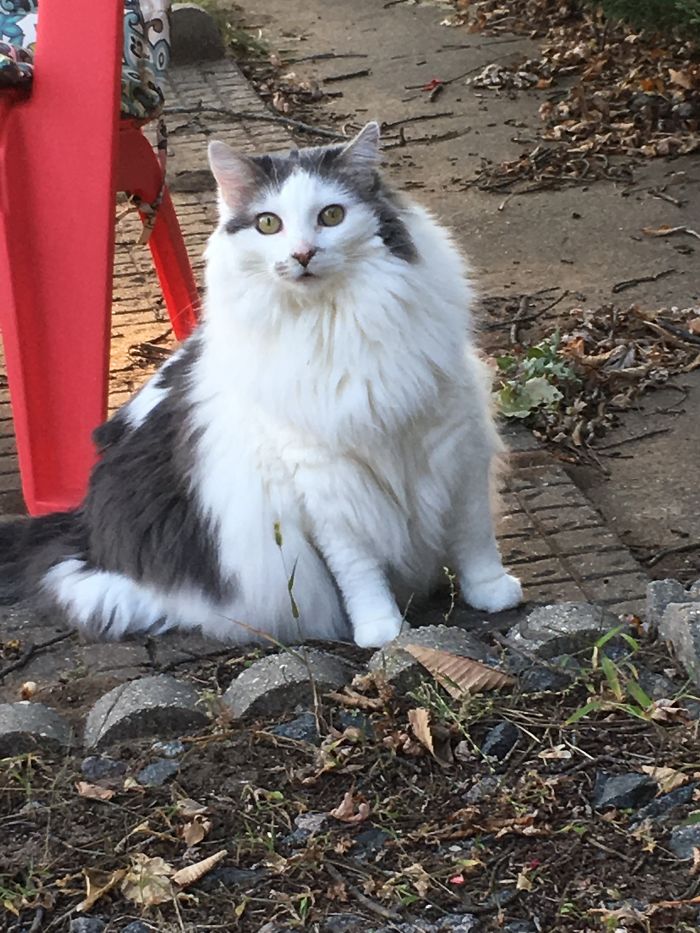 Fluffy white and gray cat sitting outdoors among leaves and dirt, illustrating pets with funny new names shared by people.