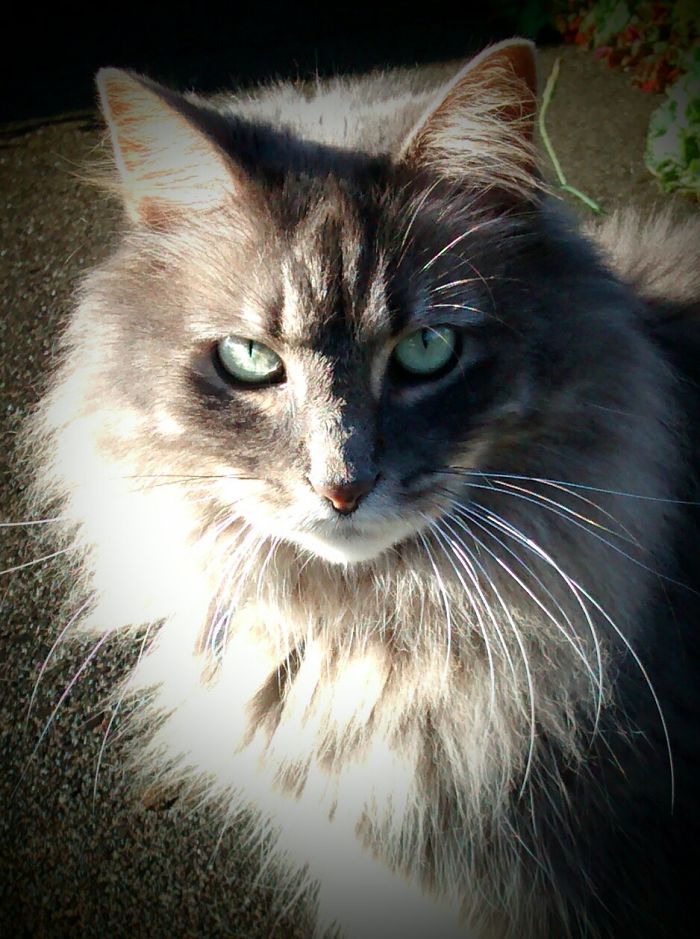 Gray long-haired cat with green eyes outdoors, illustrating people sharing the names they now call their pets.