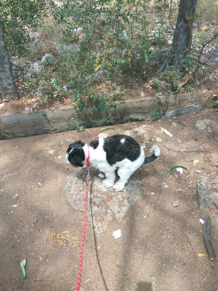 My Dog When An Annoying Neighbor Was Boasting About Himself Yet Again. He Left.