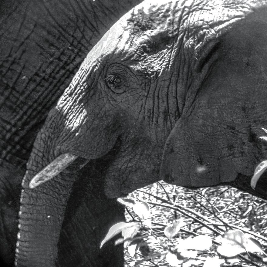 I Went On A Safari And Only Used My Smartphone To Take These Pictures! I Went On A Safari And Only Used My Smartphone To Take These Pictures!