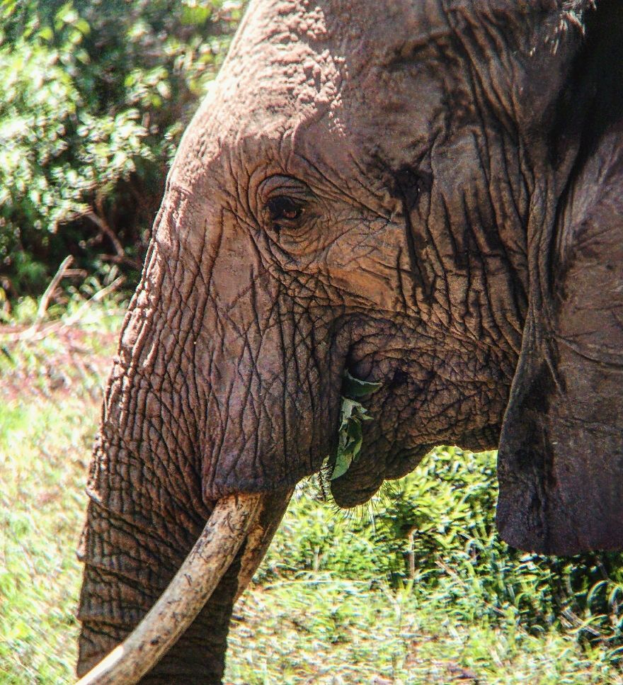 I Went On A Safari And Only Used My Smartphone To Take These Pictures!