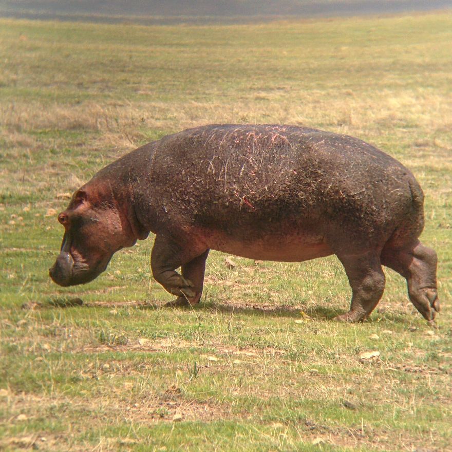 I Went On A Safari And Only Used My Smartphone To Take These Pictures! I Went On A Safari And Only Used My Smartphone To Take These Pictures!