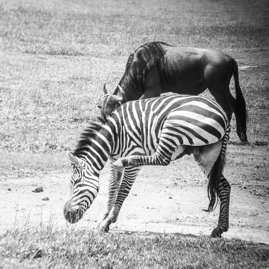 I Went On A Safari And Only Used My Smartphone To Take These Pictures! I Went On A Safari And Only Used My Smartphone To Take These Pictures!