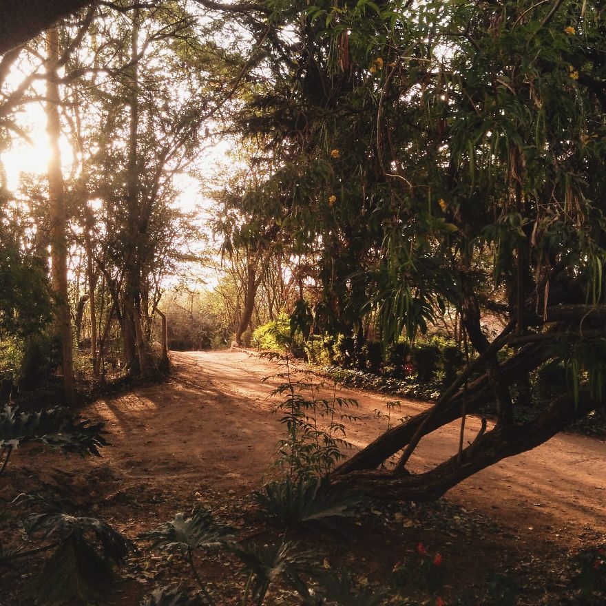 I Went On A Safari And Only Used My Smartphone To Take These Pictures! I Went On A Safari And Only Used My Smartphone To Take These Pictures!