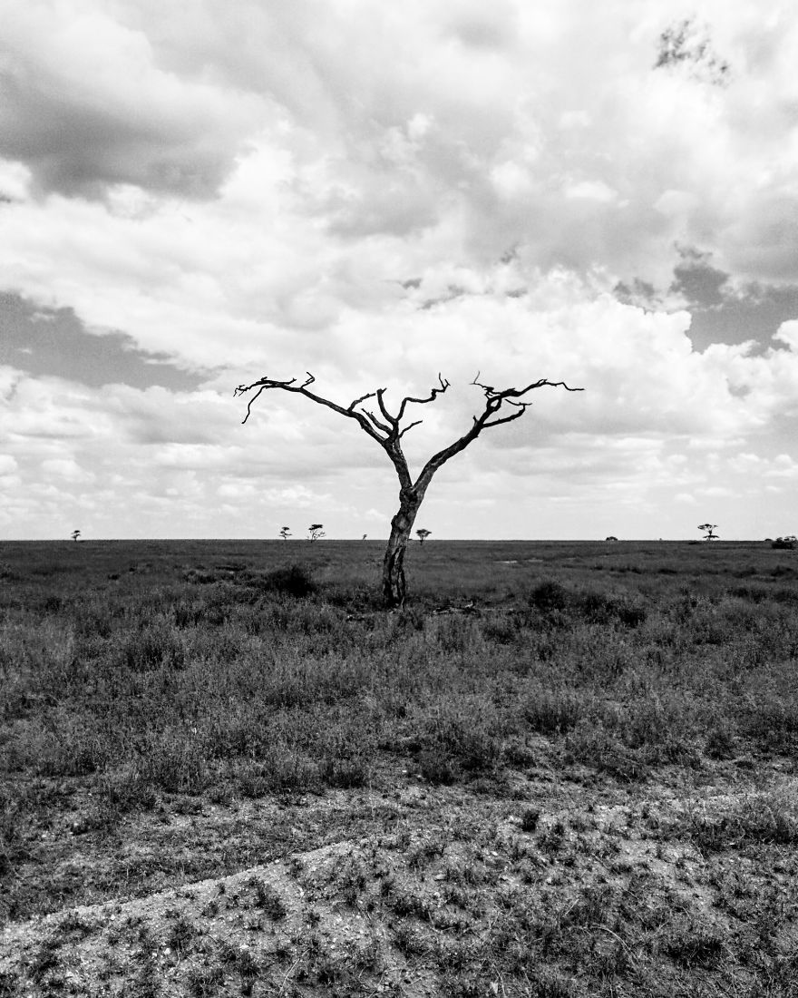 I Went On A Safari And Only Used My Smartphone To Take These Pictures! I Went On A Safari And Only Used My Smartphone To Take These Pictures!