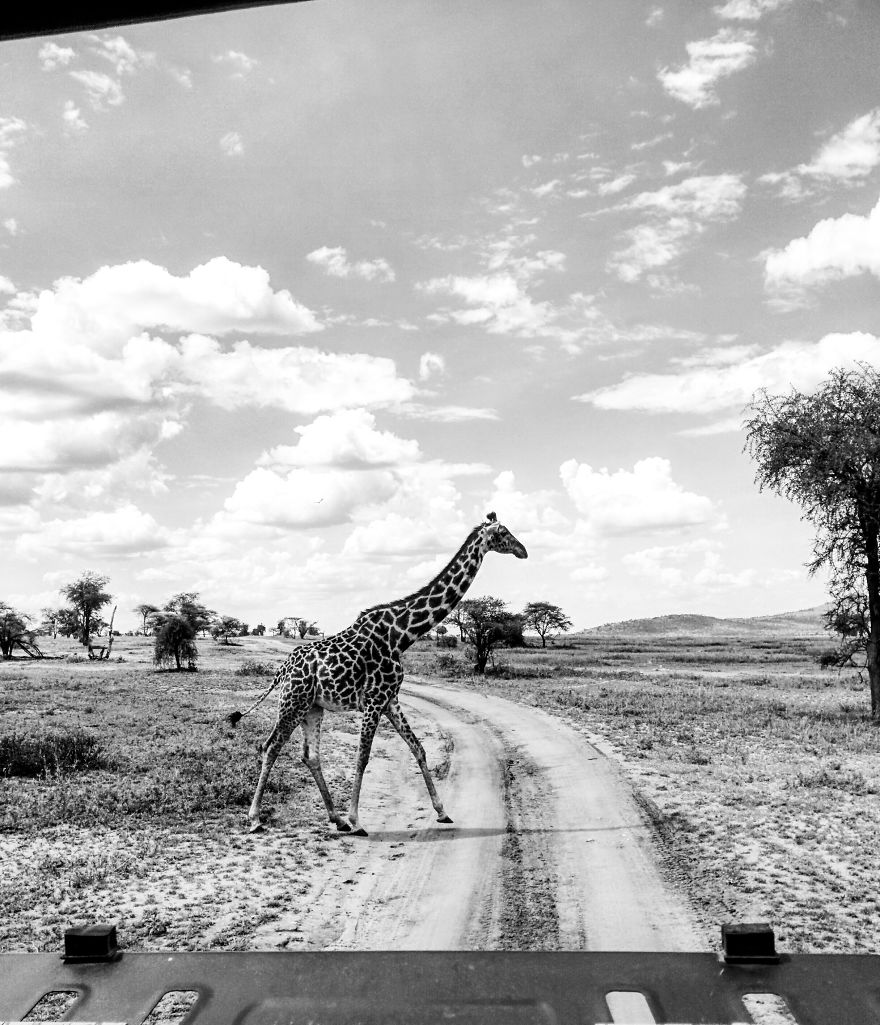 I Went On A Safari And Only Used My Smartphone To Take These Pictures!