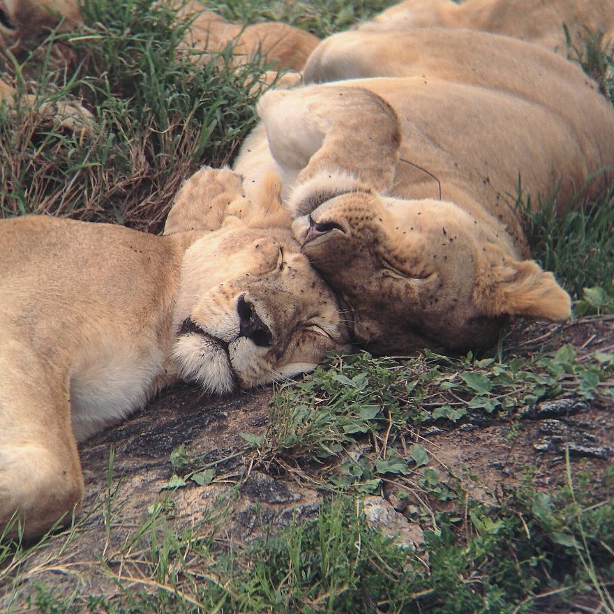 I Went On A Safari And Only Used My Smartphone To Take These Pictures!