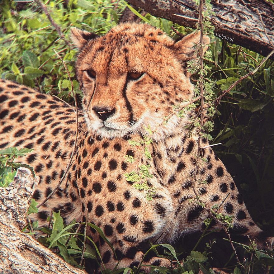 I Went On A Safari And Only Used My Smartphone To Take These Pictures!