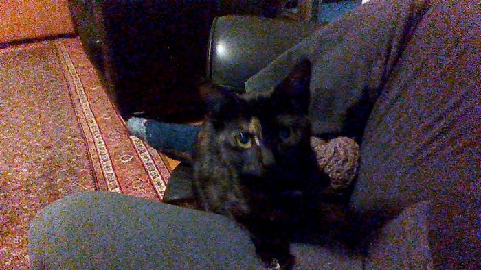 A dark tortoiseshell cat sitting on a couch with a person, showcasing pets with new funny names.