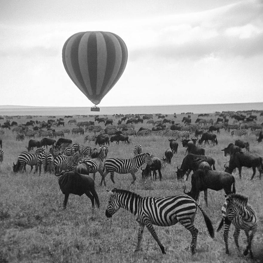 I Went On A Safari And Only Used My Smartphone To Take These Pictures!