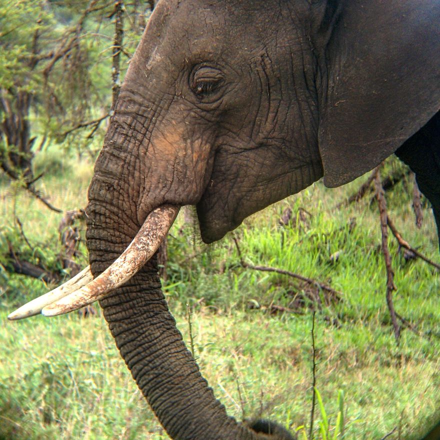 I Went On A Safari And Only Used My Smartphone To Take These Pictures! I Went On A Safari And Only Used My Smartphone To Take These Pictures!