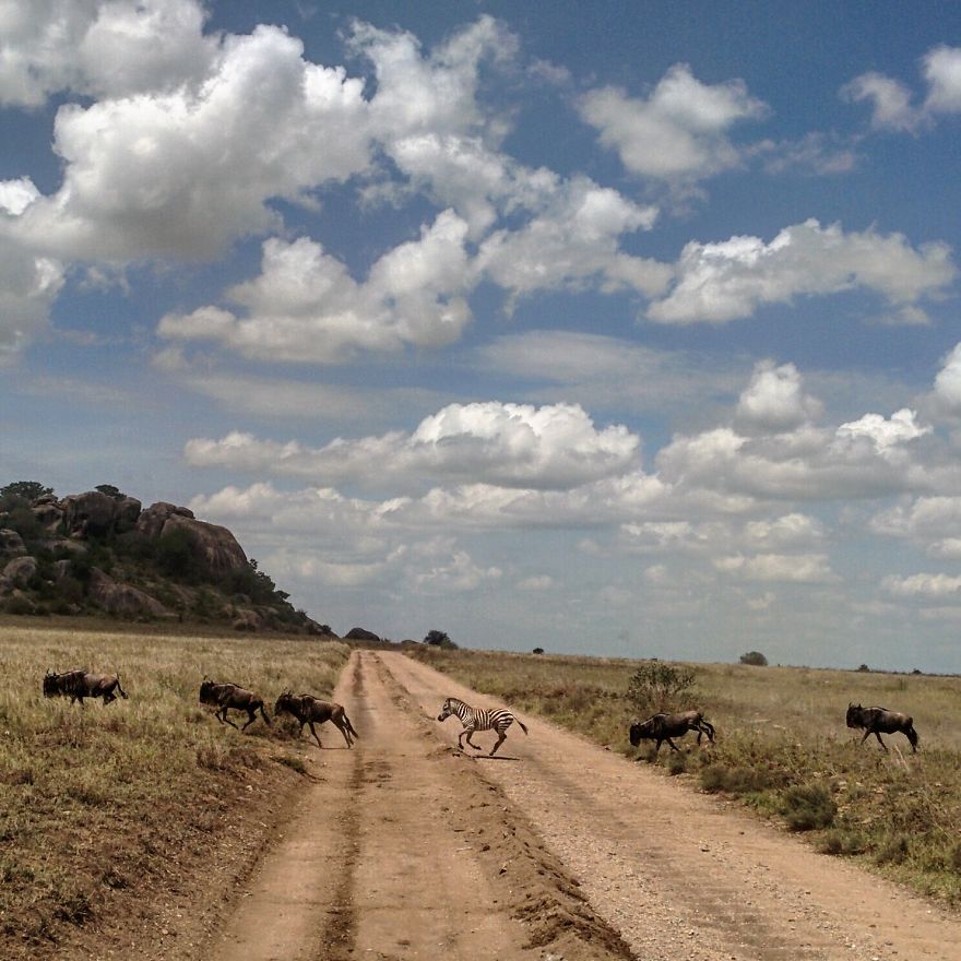 I Went On A Safari And Only Used My Smartphone To Take These Pictures! I Went On A Safari And Only Used My Smartphone To Take These Pictures!