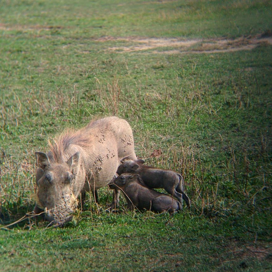 I Went On A Safari And Only Used My Smartphone To Take These Pictures! I Went On A Safari And Only Used My Smartphone To Take These Pictures!