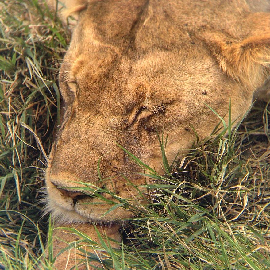 I Went On A Safari And Only Used My Smartphone To Take These Pictures!