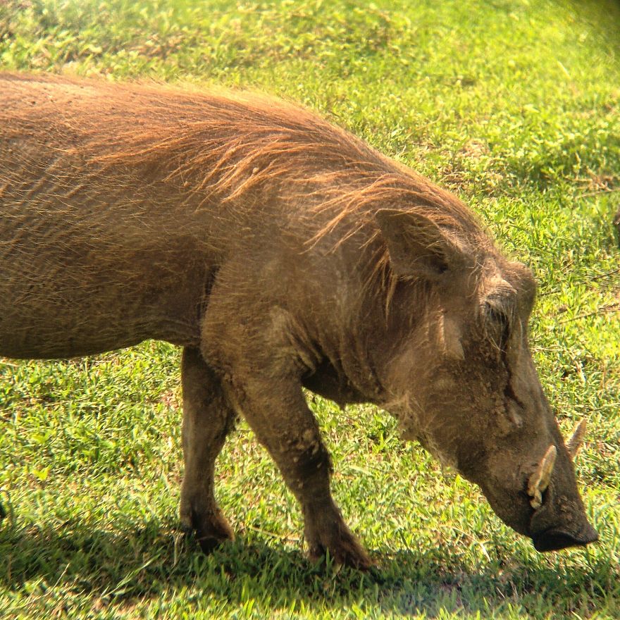 I Went On A Safari And Only Used My Smartphone To Take These Pictures! I Went On A Safari And Only Used My Smartphone To Take These Pictures!