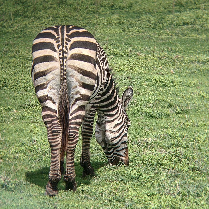 I Went On A Safari And Only Used My Smartphone To Take These Pictures!