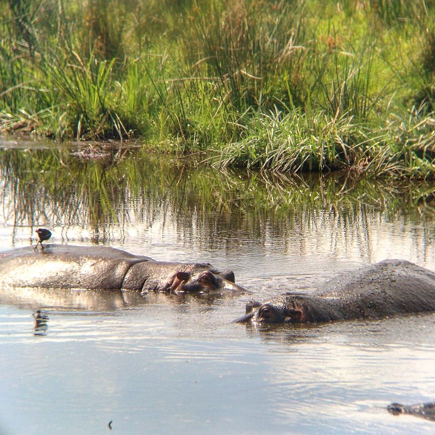 I Went On A Safari And Only Used My Smartphone To Take These Pictures!