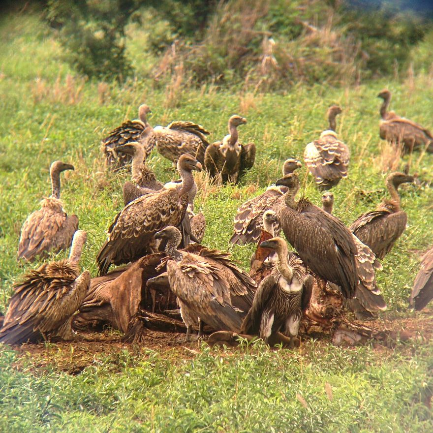 I Went On A Safari And Only Used My Smartphone To Take These Pictures! I Went On A Safari And Only Used My Smartphone To Take These Pictures!