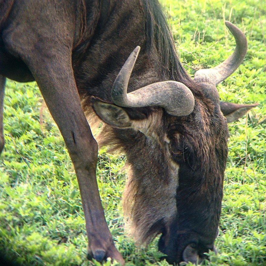 I Went On A Safari And Only Used My Smartphone To Take These Pictures! I Went On A Safari And Only Used My Smartphone To Take These Pictures!