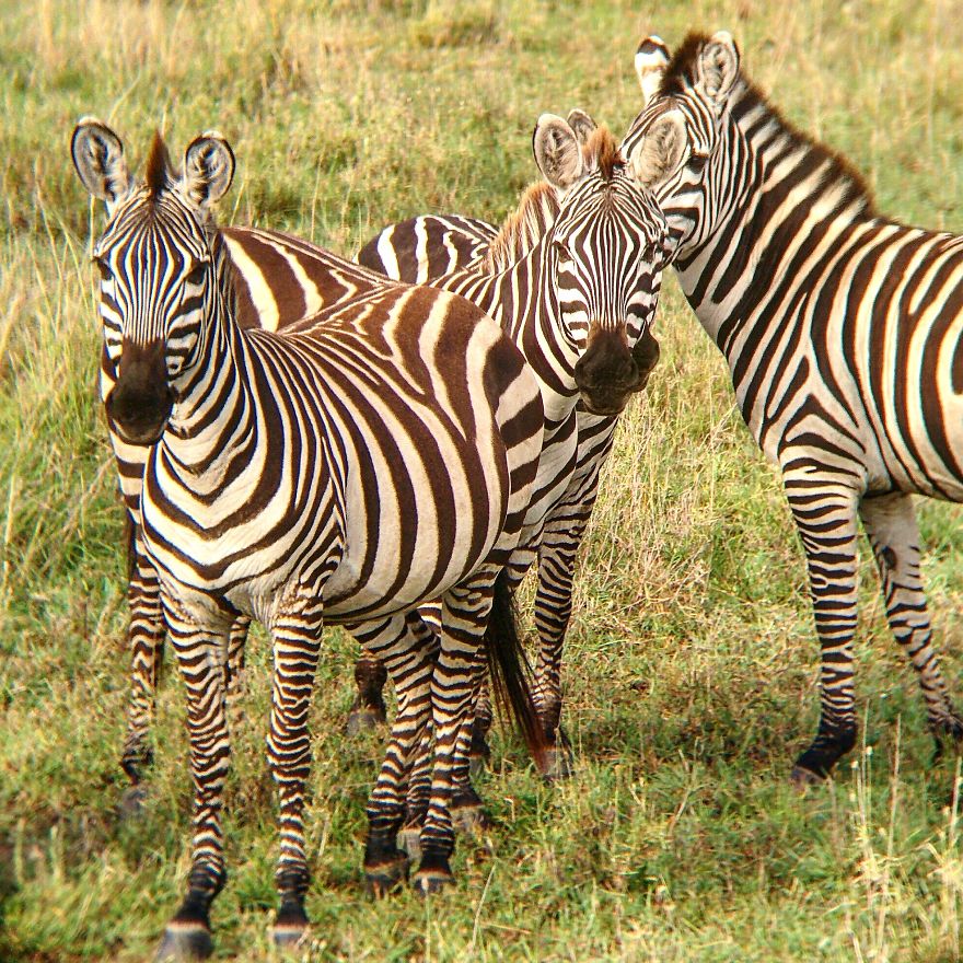 I Went On A Safari And Only Used My Smartphone To Take These Pictures! I Went On A Safari And Only Used My Smartphone To Take These Pictures!