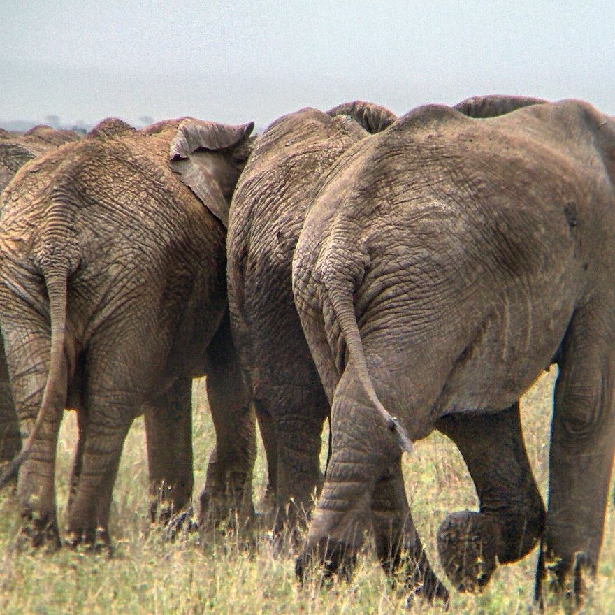 I Went On A Safari And Only Used My Smartphone To Take These Pictures!