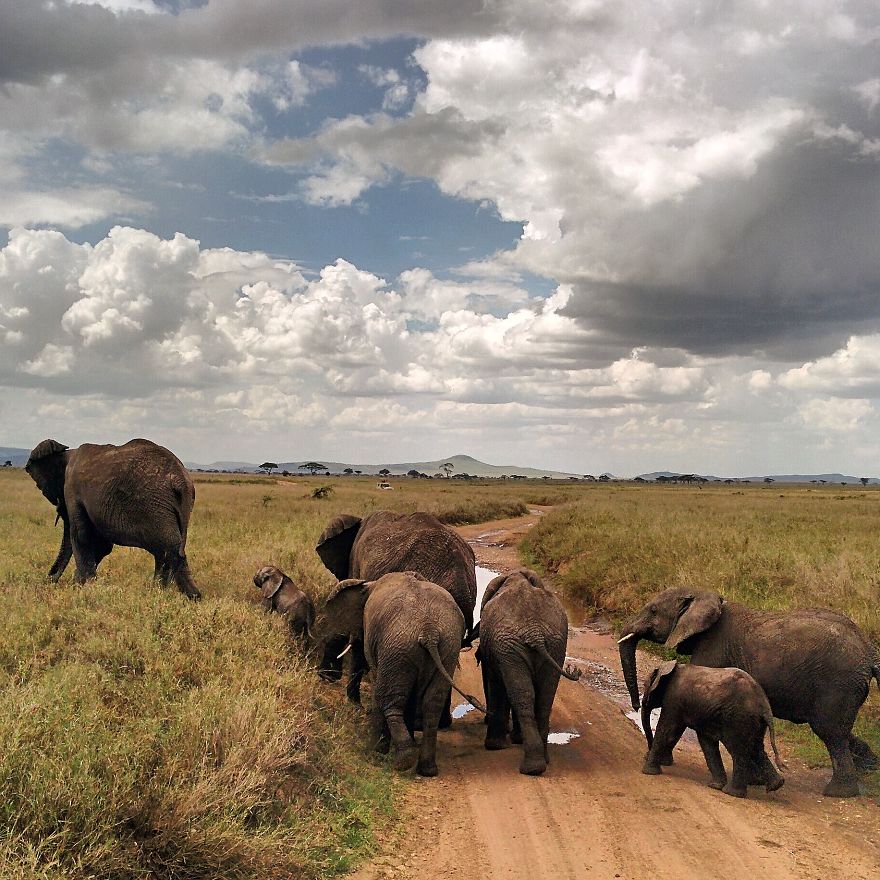 I Went On A Safari And Only Used My Smartphone To Take These Pictures! I Went On A Safari And Only Used My Smartphone To Take These Pictures!