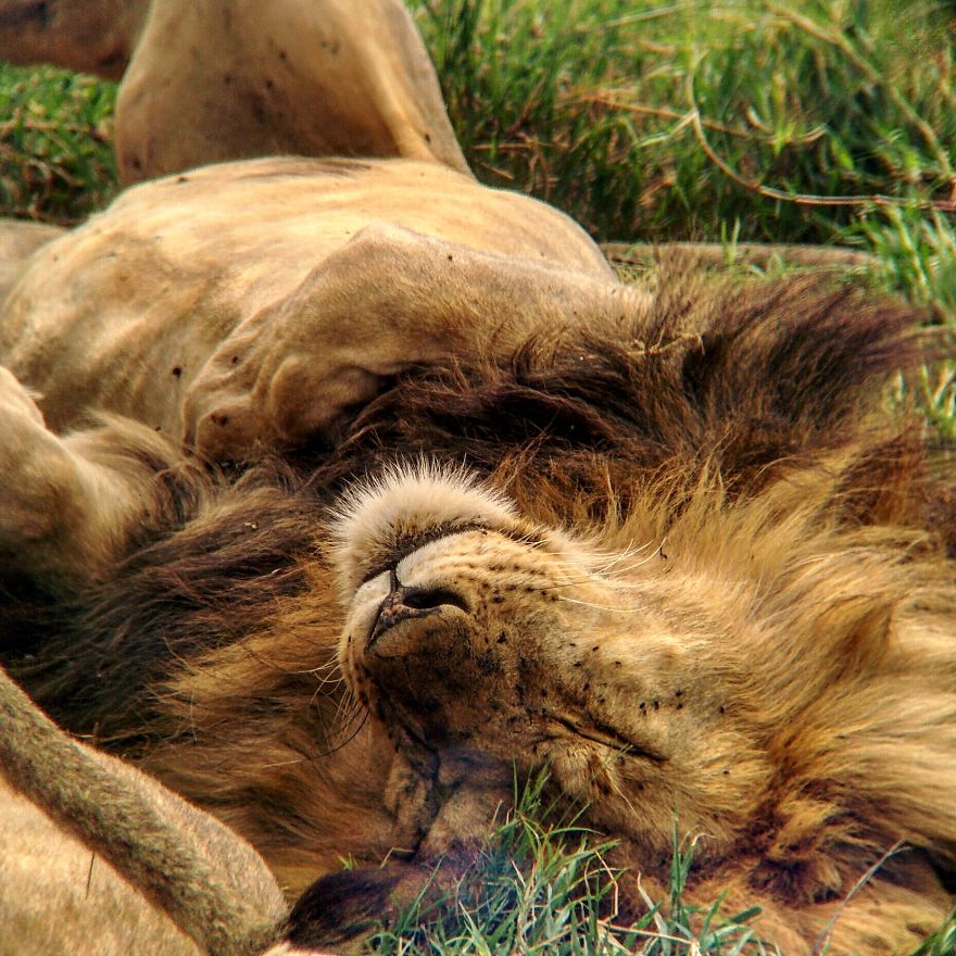 I Went On A Safari And Only Used My Smartphone To Take These Pictures!