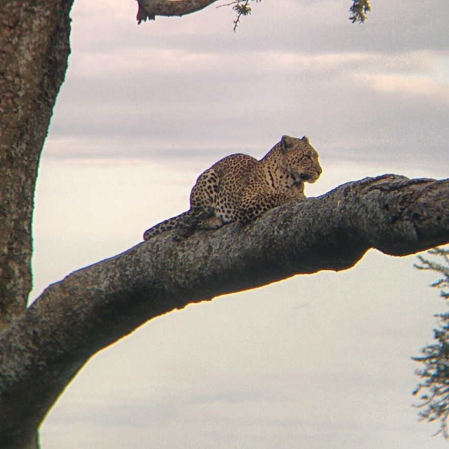 I Went On A Safari And Only Used My Smartphone To Take These Pictures! I Went On A Safari And Only Used My Smartphone To Take These Pictures!