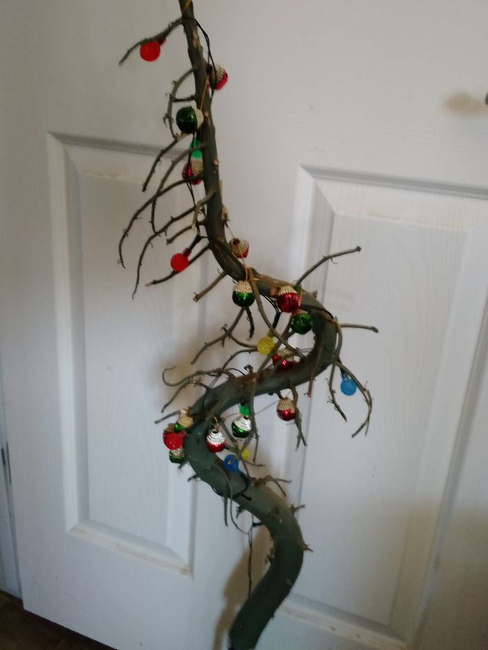 The Non-Scientific Name For This Plant Is "Our Lord's Candle" So It's Appropriate For Xmas. The Cats Have Beat It Up Pretty Well, But It Was A Sad Little "Tree" To Begin With.