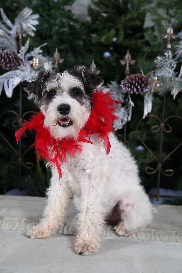 Small fluffy dog with a red feather collar sitting outdoors among festive decorations and pinecones, pet names theme.