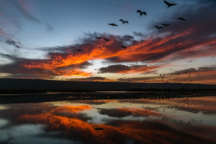 Photographing The Cranes Migration