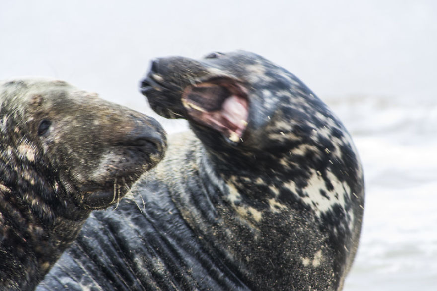 Sable Island Is The Host To The World's Largest Single Grey Seal Breeding Colony Sable Island Is The Host To The World's Largest Single Grey Seal Breeding Colony